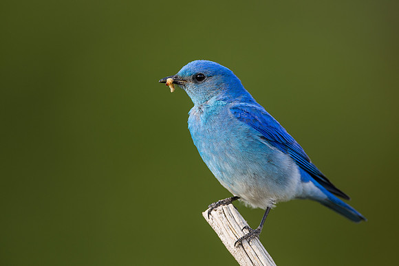 Mountain Bluebird 6488