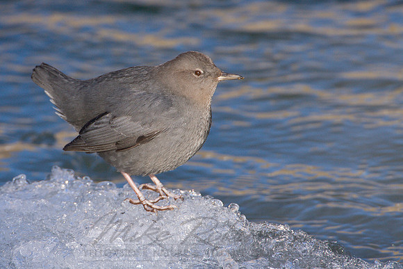 Dippers EOS-1D Mark II N3547
