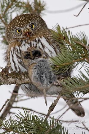 Northern Pygmy-Owl 8186