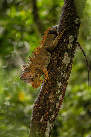 Green Iguana 121203-5971