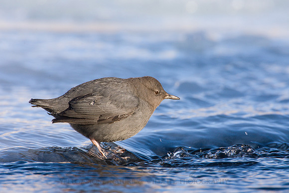 American Dipper 4603