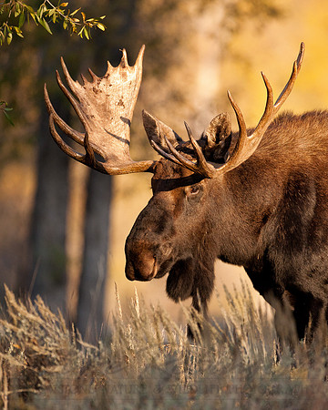 Moose 090925-6957