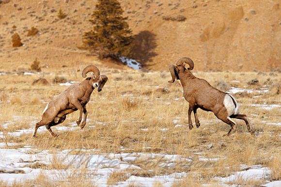 Bighorn Sheep 111220-7197