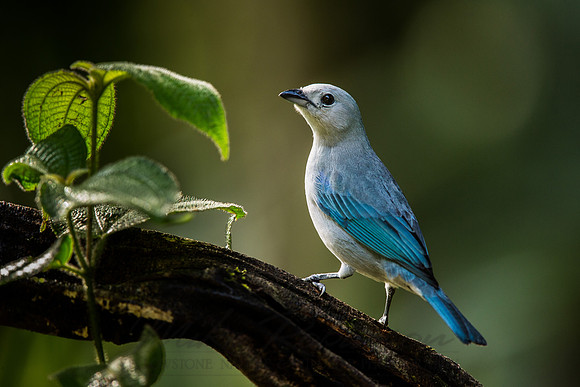Blue-grey Tanager 121205-6802