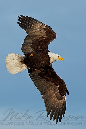 Bald Eagle 110314-5565