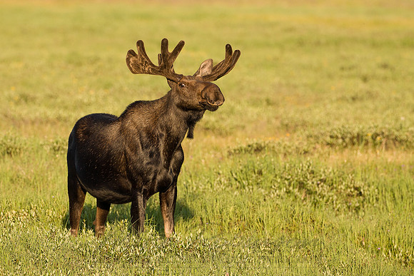 Moose 2548