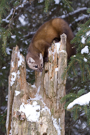 Pine Marten 0882