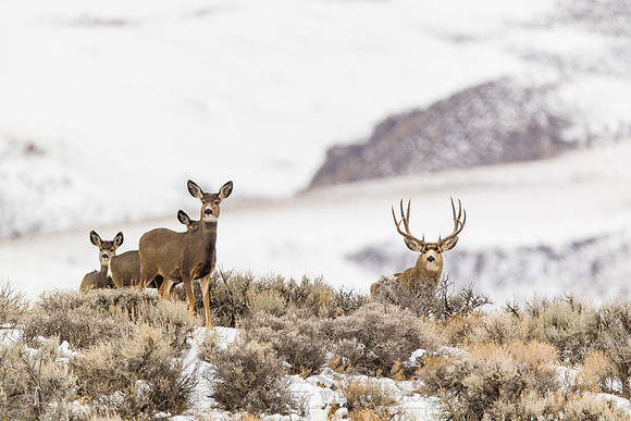 Mule Deer 111202-9655