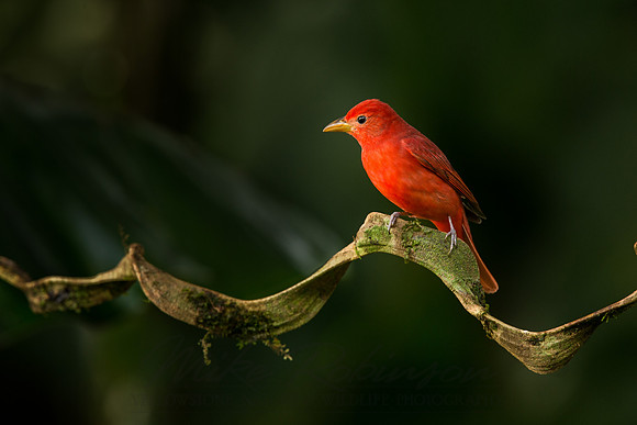 Summer Tanager 121205-6789