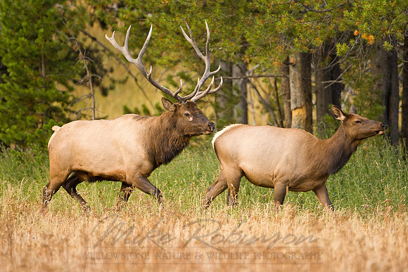 Elk 0575