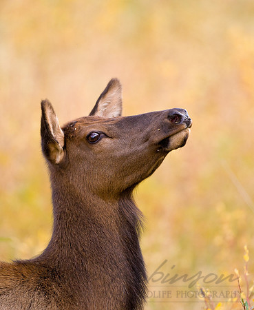 Elk 0524