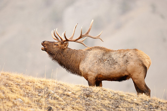 Elk 090930-1003