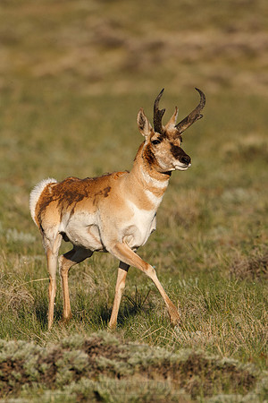 Pronghorn Antelope 0705119544