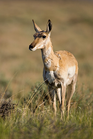 Pronghorn 9039