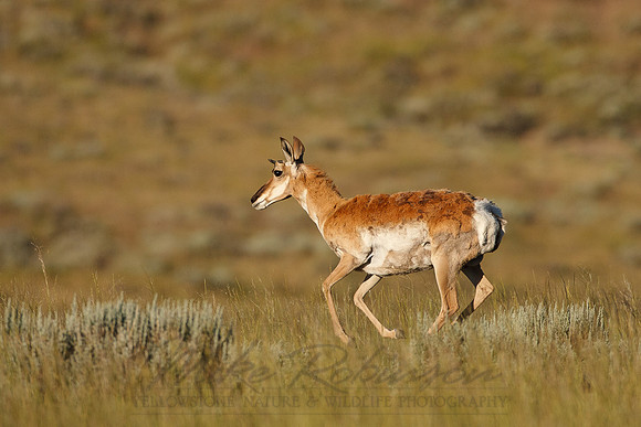 Pronghorn Antelope 0022