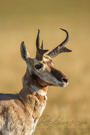 Pronghorn Antelope 0013