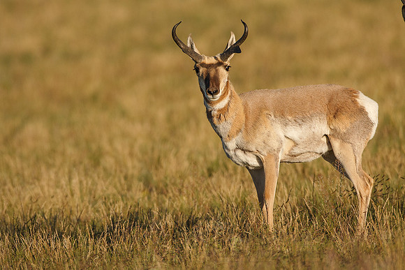 Pronghorn Antelope 0016
