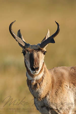Pronghorn Antelope 0012