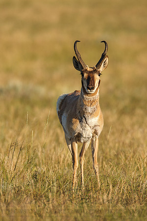 Pronghorn Antelope 0015