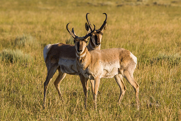 Pronghorn Antelope 8602