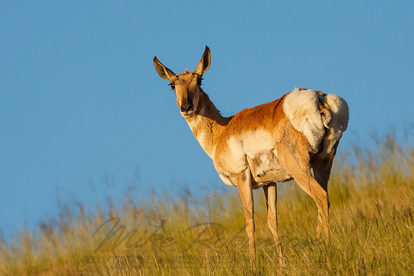 Pronghorn Antelope 0011