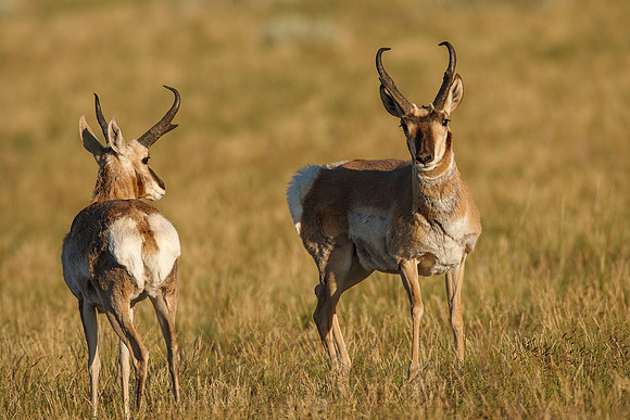 Pronghorn Antelope 0019