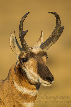 Pronghorn 120918-49557