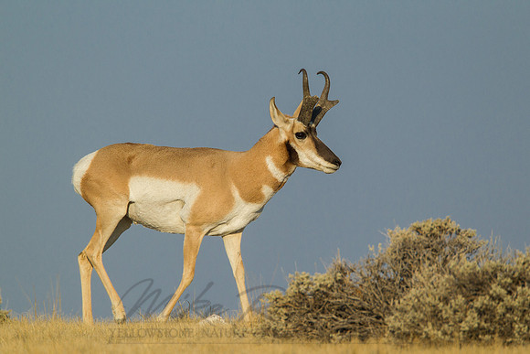 Pronghorn 120918-49645