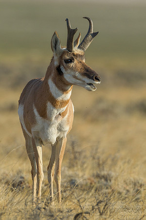 Pronghorn 120918-49698