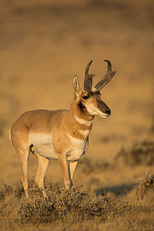 Pronghorn 120918-0834