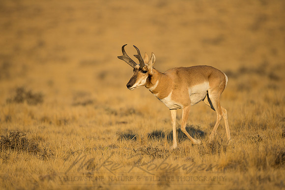 Pronghorn 120918-0905