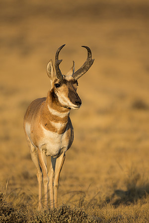 Pronghorn 120918-0938