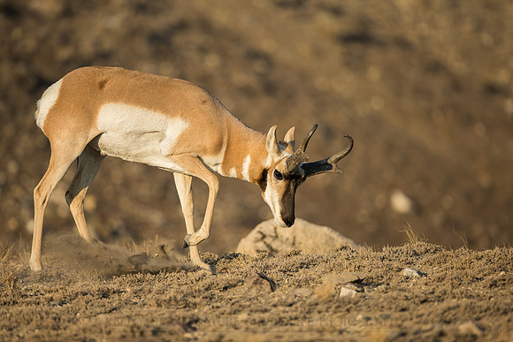 Pronghorn 120918-1049