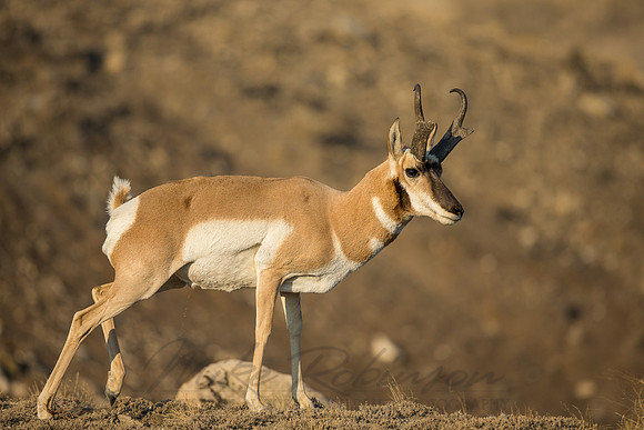 Pronghorn 120918-1087