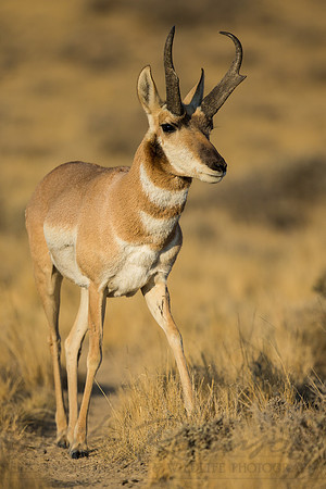 Pronghorn 120918-1136