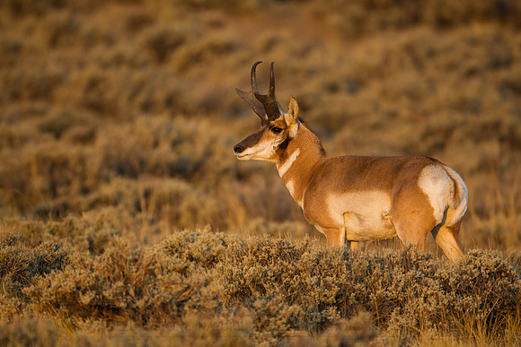 Pronghorn 120919-49804