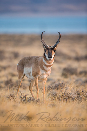 Pronghorn 120919-1139