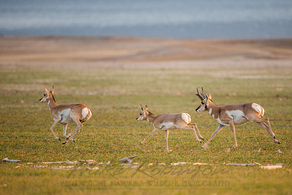 Pronghorn 120919-1149
