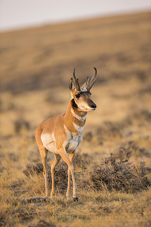 Pronghorn 120919-1218