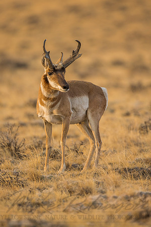 Pronghorn 120919-1242