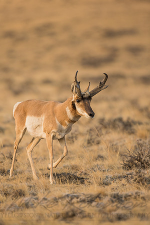 Pronghorn 120919-1248