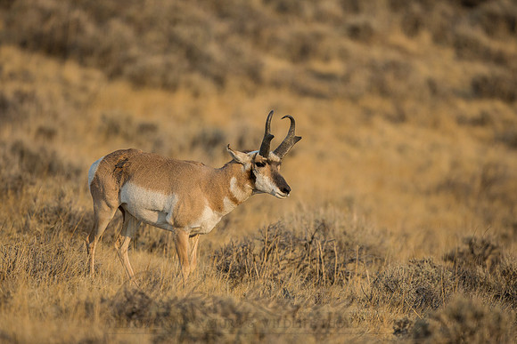 Pronghorn 120919-1267