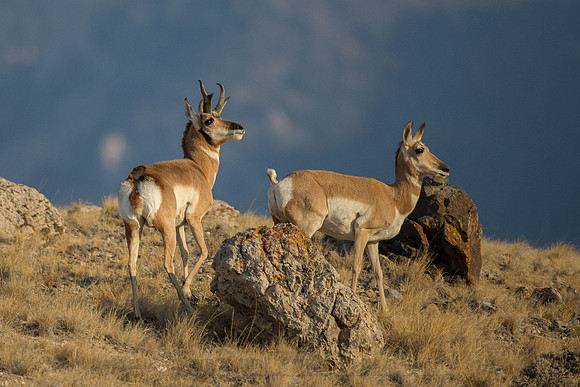Pronghorn 120919-1340