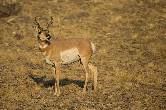 Pronghorn 120919-1373