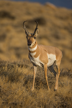 Pronghorn 120919-1410