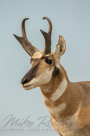Pronghorn 120919-1688