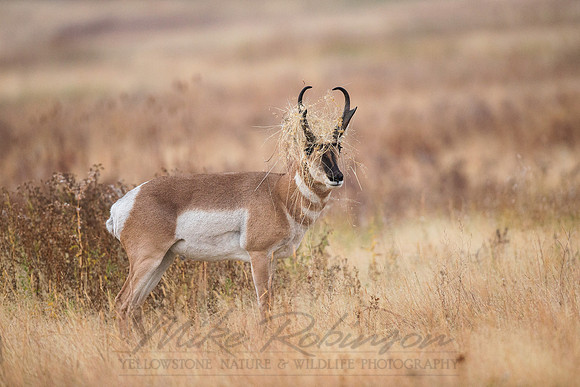Pronghorn 120919-1826