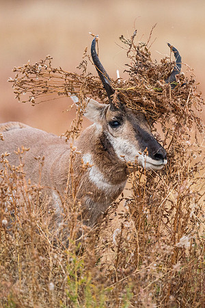 Pronghorn 120919-1833
