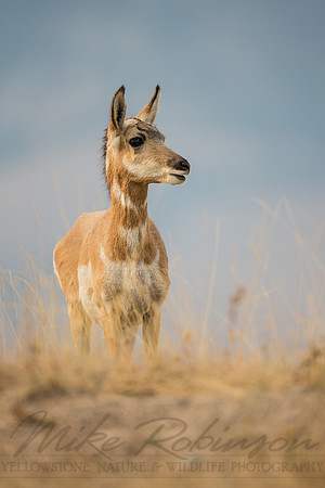 Pronghorn 120919-2009