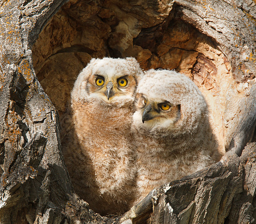 Great Horned Owl 100608-5467